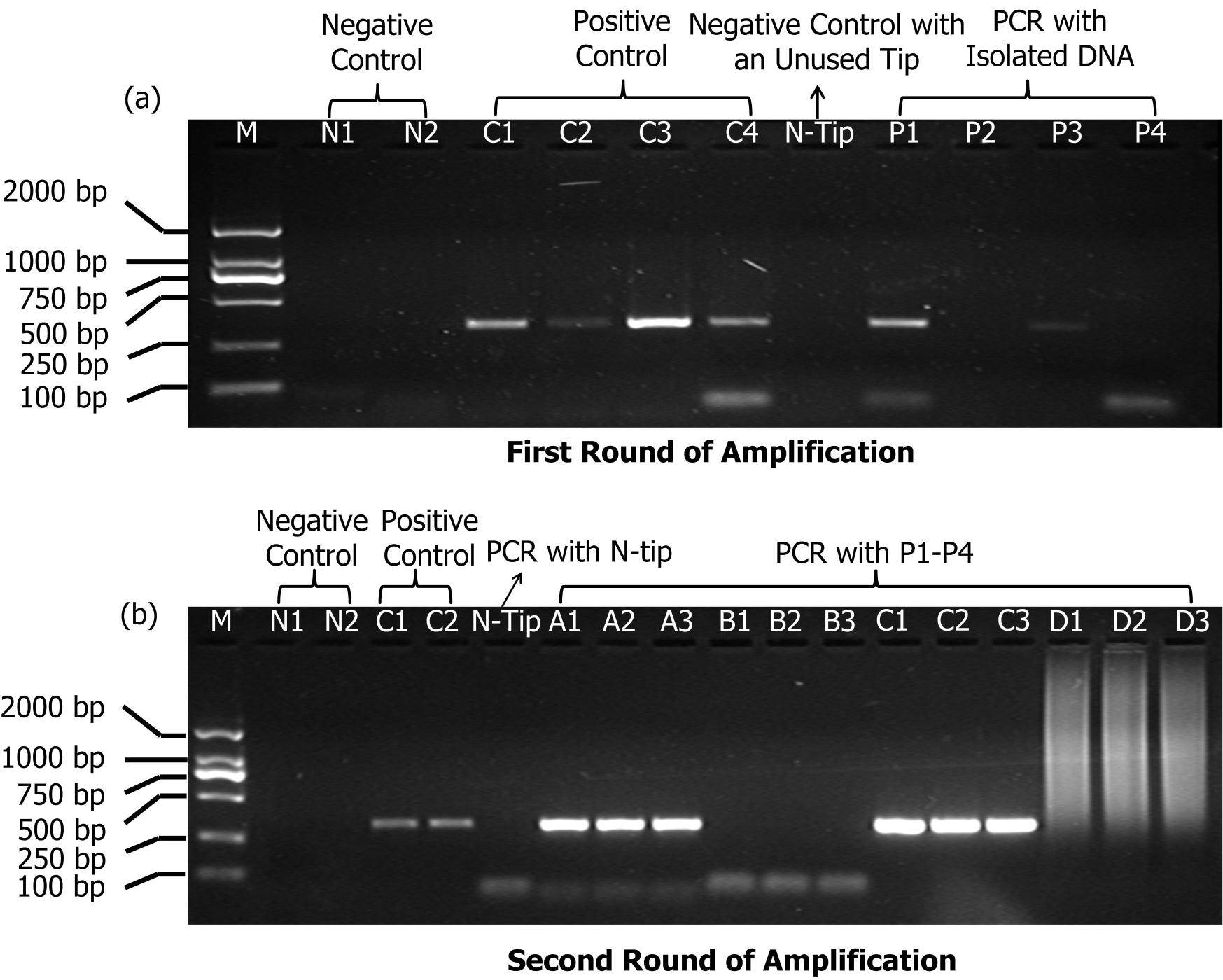 Mechanical force-induced DNA damage during AFM single-molecule manipulation