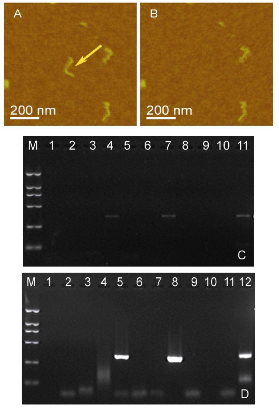 Damage of DNA ends induced by mechanical force during AFM nano-manipulation