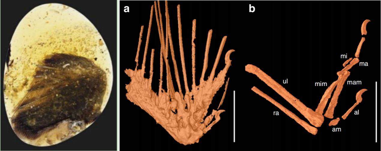 Methodology development and application of X-ray imaging beamline at SSRF