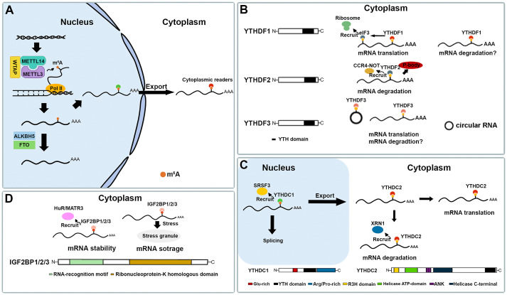The regulatory role of m6A modification in the maintenance and ...